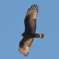 Zone-tailed Hawk